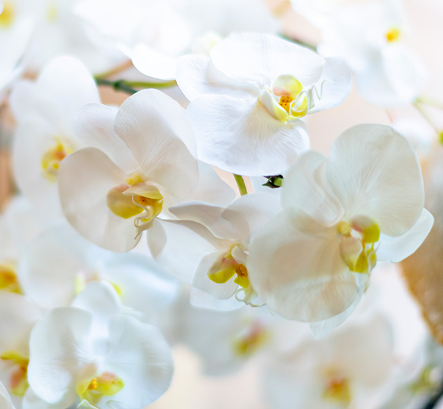 理由2 胡蝶蘭の花言葉は「幸福が飛んでくる」