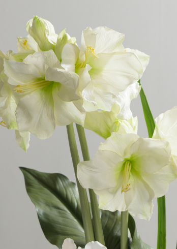 AMARYLLIS