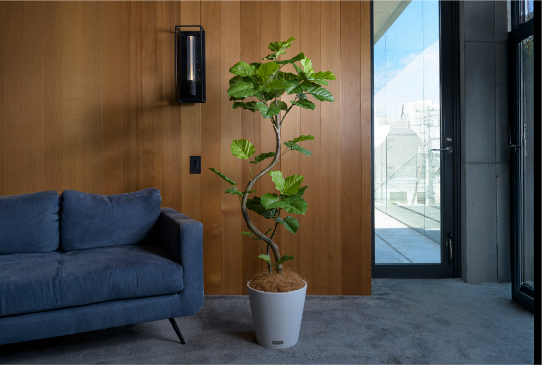 ウンベラータ アートグリーン 観葉植物 ギフト お祝い