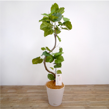 贈答品としても最適