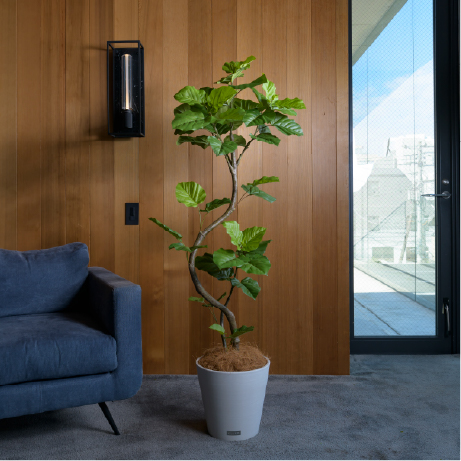 ウンベラータ アートグリーン 観葉植物 ギフト お祝い