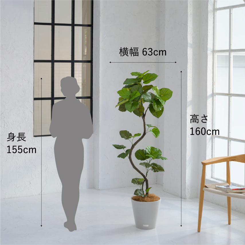 ウンベラータ アートグリーン 観葉植物 ギフト お祝い